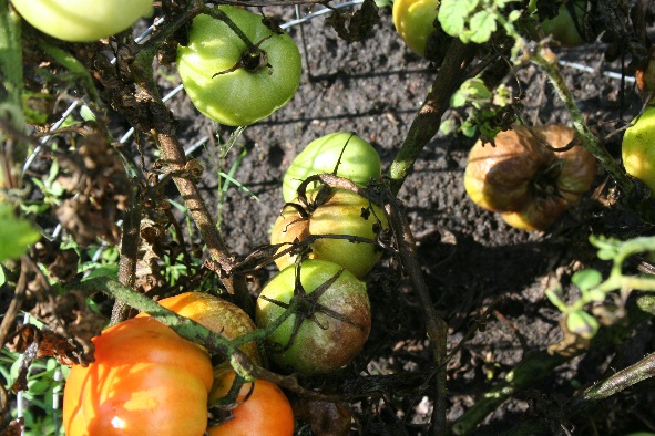 Late Blight tomatoes